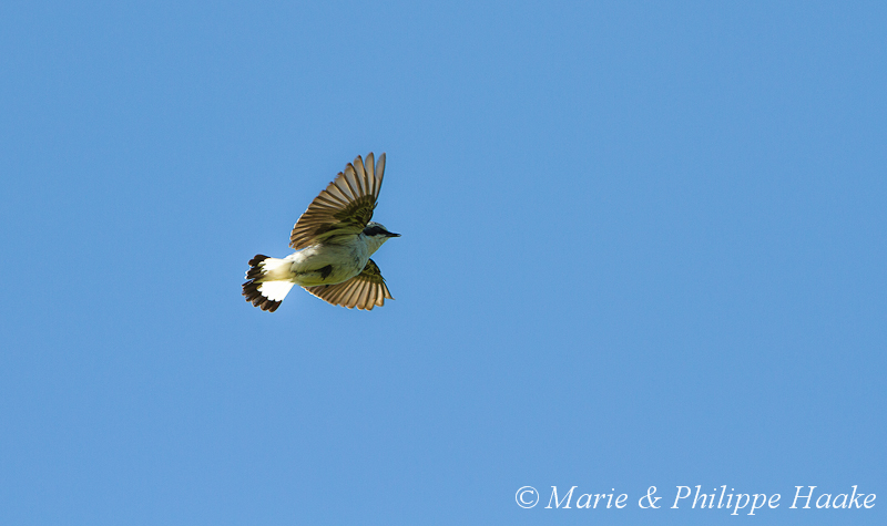 Traquet 2757.jpg - Traquet motteux, Oenanthe oenanthe, Northern Wheatear (Runde, Norvège, juin 2012)